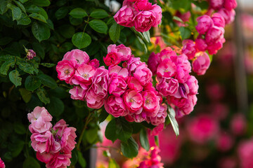 Fototapeta premium climbing roses in the park