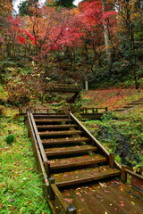 加茂山公園の紅葉（新潟県）