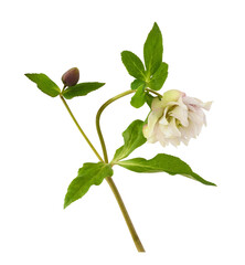 Pink fluffy helleborus flowers, bud and leaves isolated on white or transparent background
