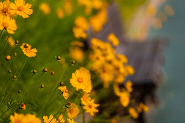 View of the tickseed flowers against the empty bench in the park