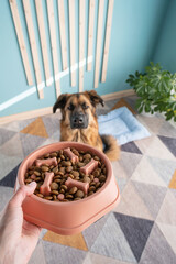 woman hand holding bowl for slow dog feeding , shepherd dog waiting patiently
