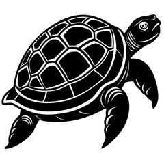 vector illustration of turtle