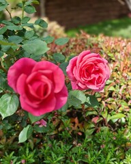 red roses in garden
