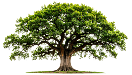 Ancient Oak Tree with Sprawling Branches – Transparent Background PNG