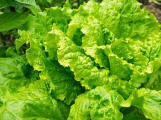 Fresh ripe head of lettuce cabbage (Lactuca sativa) with lots of leaves growing in homemade garden. Close-up. Organic farming, healthy food, BIO viands, back to nature concept.