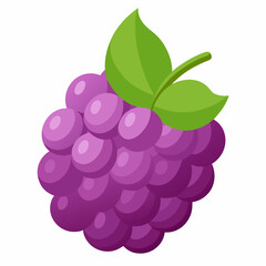 vector illustration of grapes
