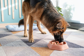 cute German shepherd dog puppy eating from slow feeding bowl