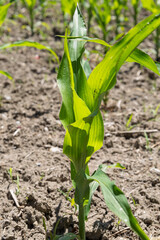 Young Corn Plant Growing in Field.  Close-up of a young corn plant in a field, showcasing early growth stages