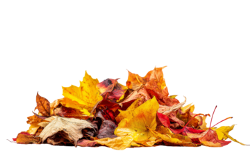 Colorful autumn leaves pile, vibrant mixed leaves showcasing fall hues, ideal for seasonal decorations or nature themes. Isolated on white background or PNG