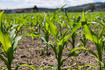 Sprouting Corn Plant in a Sunlit Field. A young corn sprout standing tall in a vast field, soaking up the warm sunlight.