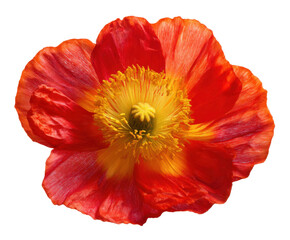 Vibrant Red and Orange Poppy Flower Close-Up