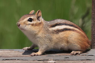 Chipmunk on deck gathering feeder spills in summer