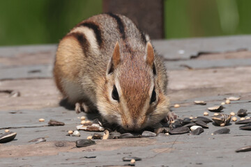 Chipmunk on deck gathering feeder spills in summer