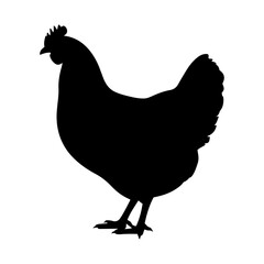 A silhouette of a chicken standing with its head up and tail feathers slightly visible in black