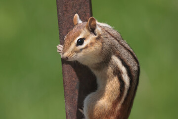 Chipmunk on deck gathering feeder spills in summer