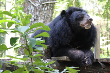 Portrait of a cute wild black bear , a mammal with dark fur, in nature