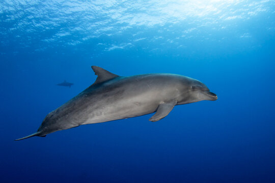 Dolphin, French Polynesia