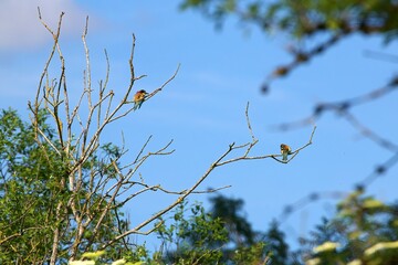 Closup of a bee-eater
