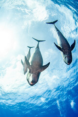 Dolphin, French Polynesia