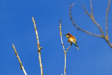 Closup of a bee-eater
