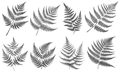 Delicate Unfurling fern linework ink sketch hand drawn pen drawing vector illustration background