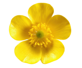 Vibrant Yellow Buttercup Flower Close-Up Photography