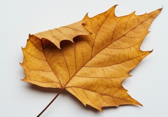 Obraz premium Autumn leaf isolated on white background. for seasonal designs, educational materials, and artistic compositions.