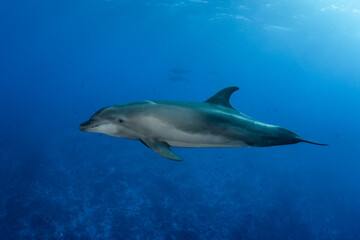 Dolphin, French Polynesia