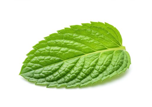 Single mint leaf isolated on white background. use cases: cooking, garnish, decoration.
