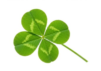 Four leaf clover isolated on white background for luck, st patrick's day, and botanical illustration.