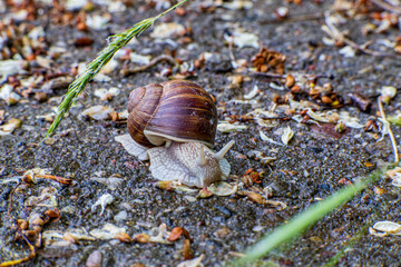 Close-up of a brown garden snail with a spiral shell moving slowly across a damp