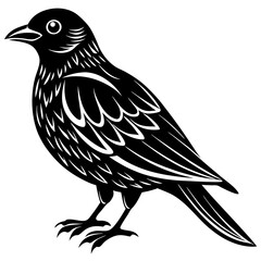crow bird Silhouette