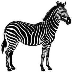 zebra  Silhouette  on isolated white background 