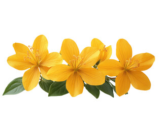 frangipani flower isolated on white background