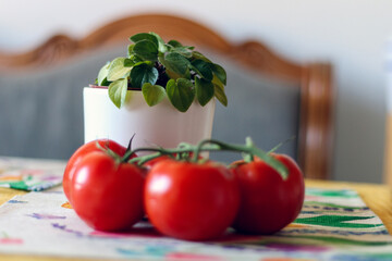 
Three bright red tomatoes with stems are visible on a table with a colorful tablecloth and a potted houseplant in the background.