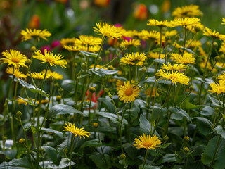 Doronicum , or goat's-foot ( Latin- Doronicum ) is a genus of flowering plants in the Asteraceae...