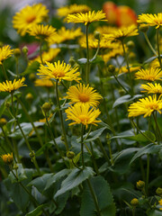 Doronicum , or goat's-foot ( Latin- Doronicum ) is a genus of flowering plants in the Asteraceae family