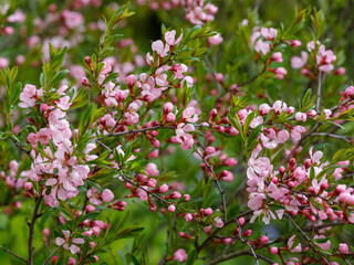 Fototapeta premium Blooming almond tree on blurred background. Almond tree brunch with blooming flowers. Growing in the garden. Pink flowers of almond tree. Sunny. Summer, spring. Amygdalus tree