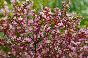 Blooming almond tree on blurred background. Almond tree brunch with blooming flowers. Growing in the garden. Pink flowers of almond tree. Sunny. Summer, spring. Amygdalus tree