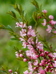 Blooming almond tree on blurred background. Almond tree brunch with blooming flowers. Growing in the garden. Pink flowers of almond tree. Sunny. Summer, spring. Amygdalus tree