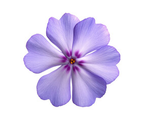 Obraz premium Close-up of a Delicate Light Purple Flower with Five Petals Isolated on White Background