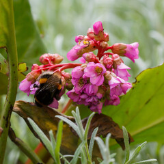 The bumblebee collects nectar on the flowers of the badan (or Bergenia crassifolia, or Saxifraga...