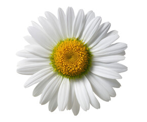 Close-up of a Single White Daisy Flower with Yellow Center Isolated on White Background
