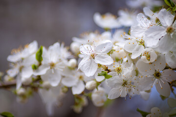 Snow-white cherry blossoms in the garden