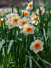 Obraz premium Narcissus, or daffodils ( Latin- Narcissus ) is a genus of monocotyledonous plants from the Amaryllis family