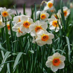 Narcissus, or daffodils ( Latin- Narcissus ) is a genus of monocotyledonous plants from the Amaryllis family