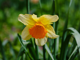 Fototapeta premium Narcissus, or daffodils ( Latin- Narcissus ) is a genus of monocotyledonous plants from the Amaryllis family