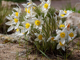 Pulsatilla vernalis ( Latin- Pulsatilla vernalis ) is a perennial herbaceous plant , a species of...