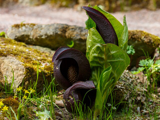 Symplocarpus foetidus, commonly known as skunk cabbage or eastern skunk cabbage (also swamp cabbage, clumpfoot cabbage, or meadow cabbage, foetid pothos or polecat weed), is a low-growing plant tha