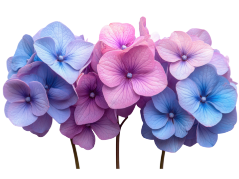 Three purple and blue flowers are arranged in a row